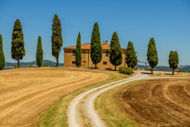 campo de oro y callejón de cipreses en la toscana - italian cypress tree cypress tree sunlight fotografías e imágenes de stock