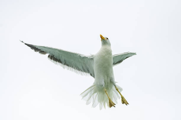 una gaviota volando bajo el mar - common black headed gull fotografías e imágenes de stock