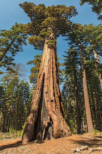 Mariposa Grove of giant sequoias at Yosemite National Park in California.