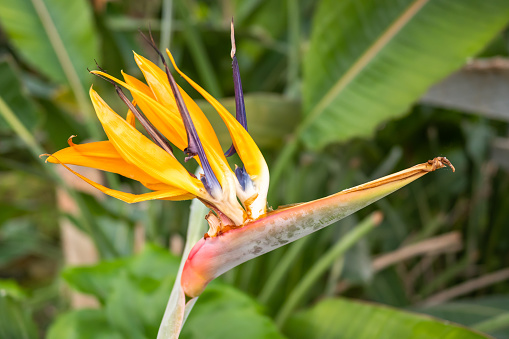 Beautiful and colorful flower Ave del Paraiso, strelitzia reginae in the botanical garden of Arroyo de la Encomienda, Spain