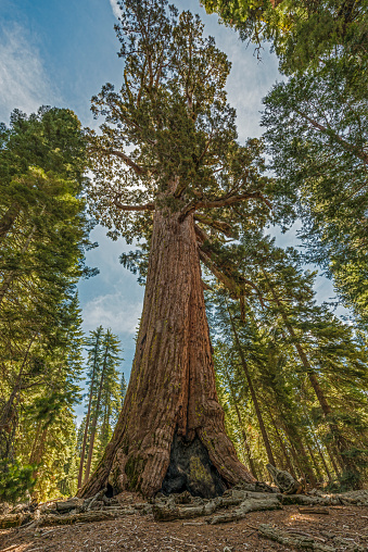 Mariposa Grove of giant sequoias at Yosemite National Park in California. The Grizzly Giant tree.