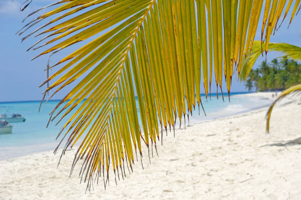 istock Palm leaf hanging over exotic beach 1388411807
