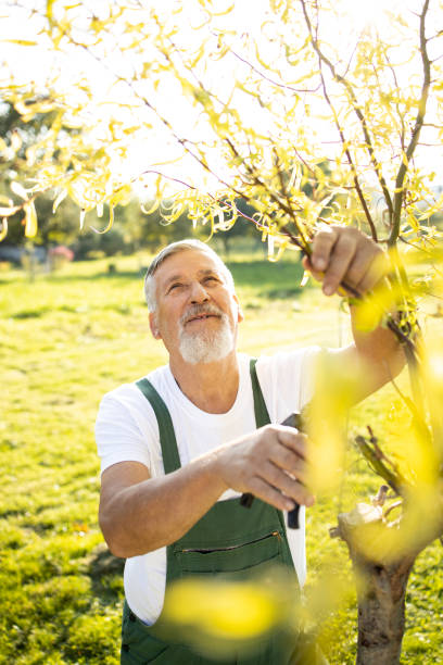 istock Senior gardener  in his  garden - pruning trees 1388411839