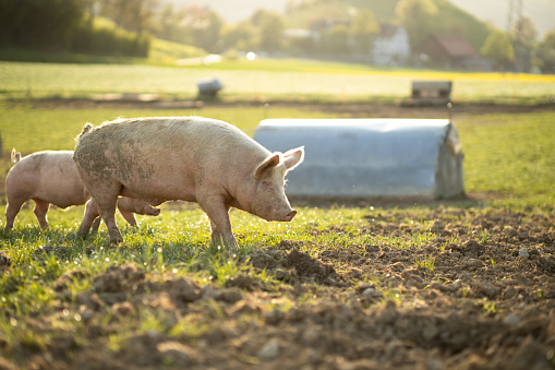 Cerdos comiendo en un prado en una granja de carne orgánica - imagen aérea photo