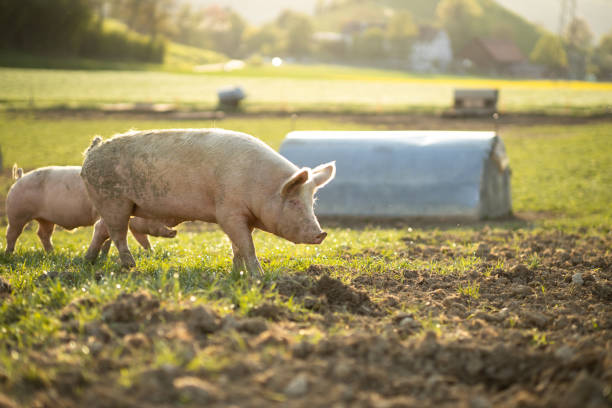 Pigs eating on a meadow in an organic meat farm - aerial image stock photo