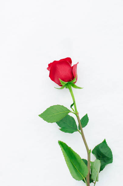 istock Single red rose on a long stem on a neutral white background. 1388413315