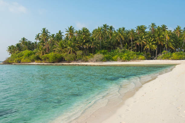 istock Remote tropical island with thick vegetation an coconut palm trees 1388414375
