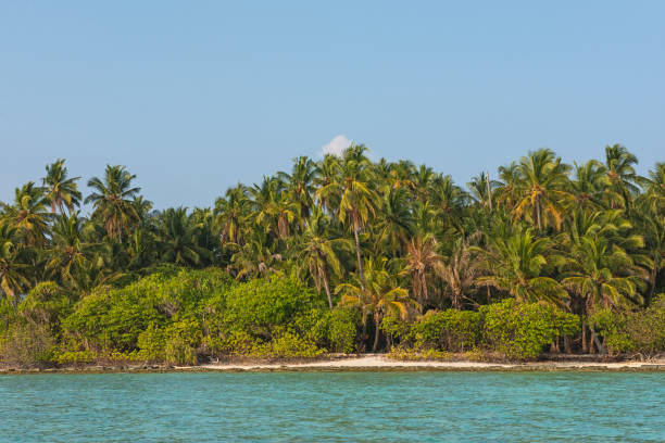 istock Remote tropical island with thick vegetation an coconut palm trees 1388414395
