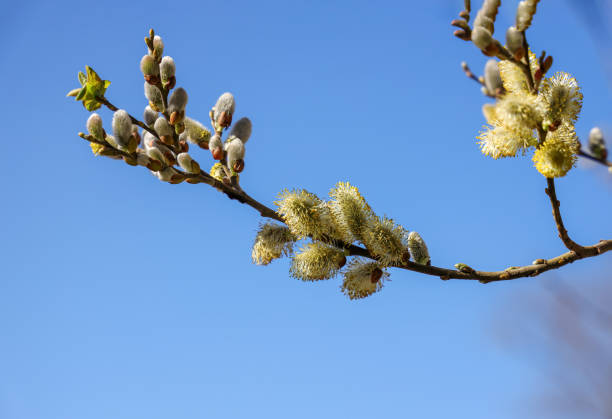 istock Willow (Salix caprea) branches with buds blossoming in early spring. 1388414466