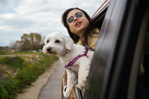 Young beautiful woman with her Terrier puppy are enjoying a car ride while sticking their head out of the window