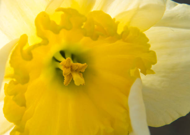 close up shot of a daffodil