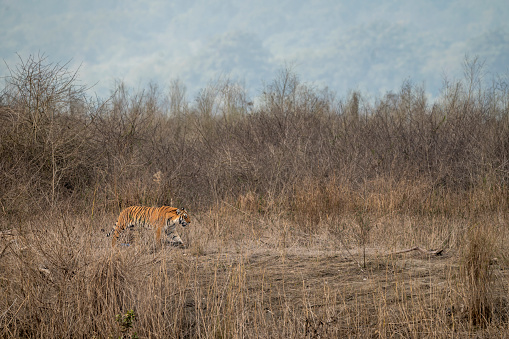 wild bengal tiger on stroll territory marking in natural scenic landscape background at dhikala zone of jim corbett national park tiger reserve uttarakhand india - panthera tigris tigris