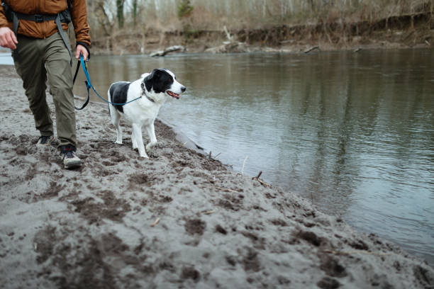 A Caucasian man hikes along the edge of a river, enjoying the beauty of nature with his pet dog.  Pacific Northwest natural area in Oregon state, USA.