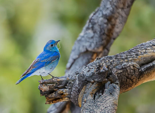 The mountain bluebird (Sialia currucoides) is a small migratory thrush that is found in mountainous districts of western North America. It has a light underbelly and black eyes. Yosemite National Park in the Sierra Nevada Mountains of California. Passeriformes. By the nest.