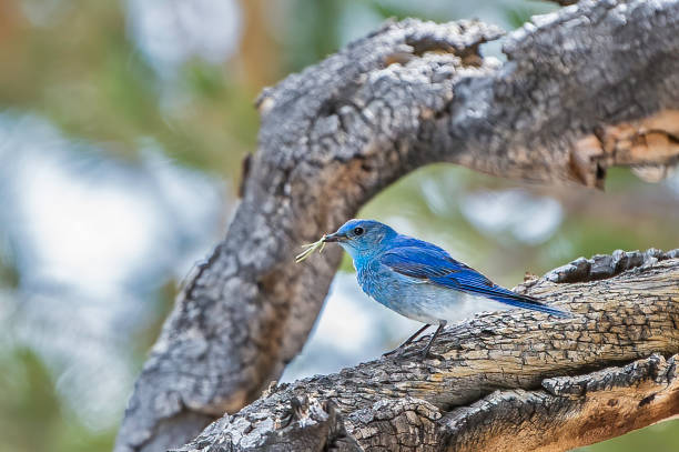 istock The mountain bluebird (Sialia currucoides) is a small migratory thrush that is found in mountainous districts of western North America. It has a light underbelly and black eyes. Yosemite National Park in the Sierra Nevada Mountains of California. 1388417633