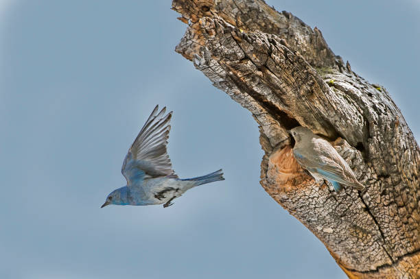 The mountain bluebird (Sialia currucoides) is a small migratory thrush that is found in mountainous districts of western North America. It has a light underbelly and black eyes. Yosemite National Park in the Sierra Nevada Mountains of California. Passeriformes. By the nest.