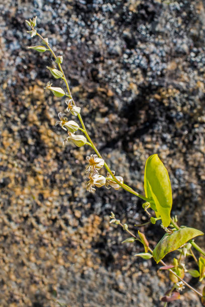 streptanthus tortuosus est une espèce de plante à fleurs de la famille de la moutarde appelée kountain jewelflower; feuille de bouclier et plante bouclier. hetch hetchy, vallée de hetch hetchy; parc national de yosemite - comté de mariposa photos et images de collection