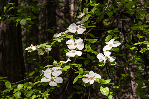 The Pacific Dogwood or Mountain Dogwood, Cornus nuttallii, is a species of dogwood native to western North America from lowlands of southern British Columbia to mountains of southern California. Yosemite National Park, California. Cornaceae.