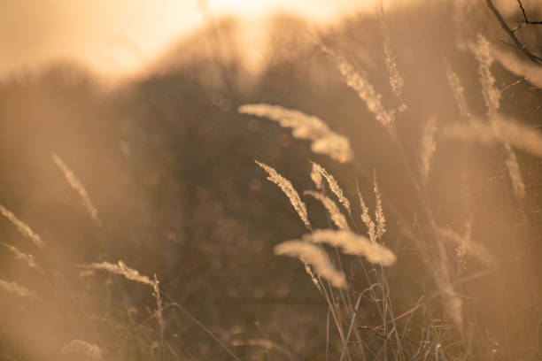 Field plants in the wind at sunset hour stock photo