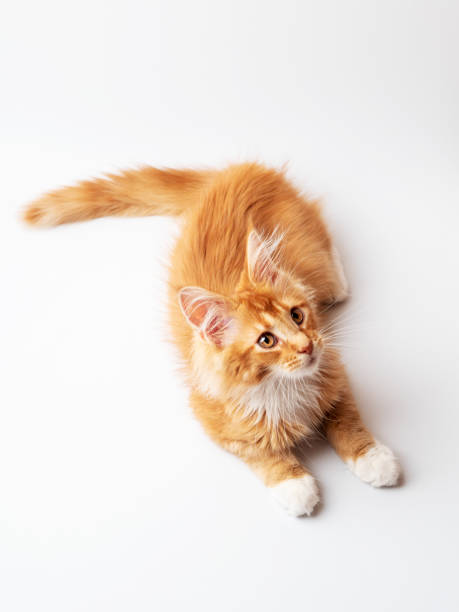 istock Ginger Maine Coon kitten lying on a white background 1388422000