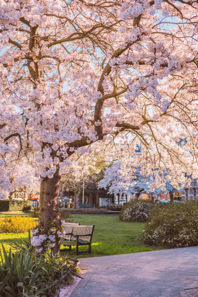 istock Public park with beautiful cherry blossom 1388424449