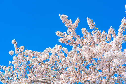 Beautiful cherry blossom sakura in spring