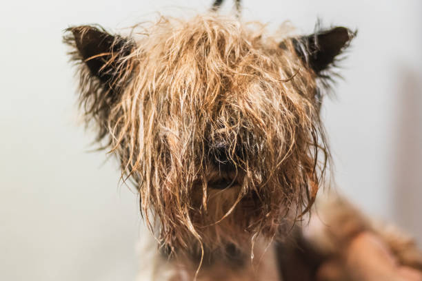 Yorkshire terrier dog grooming and brushing in bathroom at home