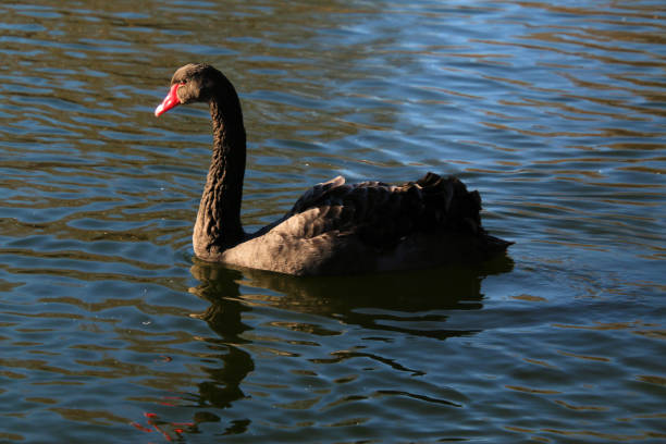 istock A close up of a Black Swan 1388426301