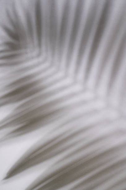 istock Shadow palm leaf on white textured  background. Abstract black and white  silhouette 1388427305