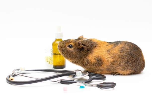 Guinea pig and phonendoscope on white background