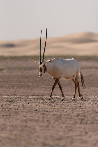 oryx árabe no deserto dos emirados árabes unidos - arabian oryx - fotografias e filmes do acervo