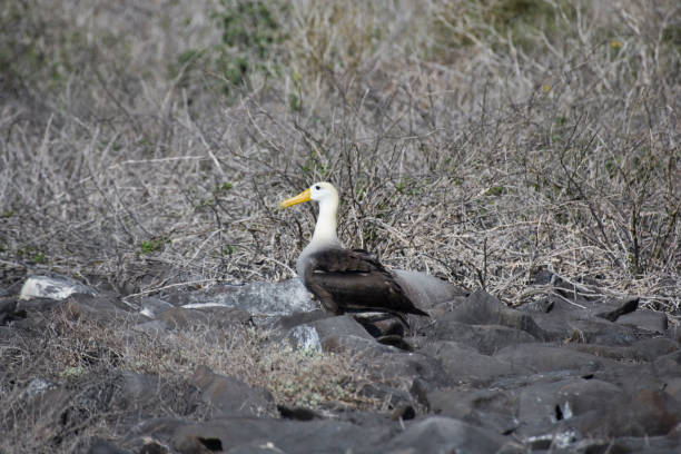 istock Galapagos Albatross ( Diomedea irrorata ) at Punta Suarez 1388427680
