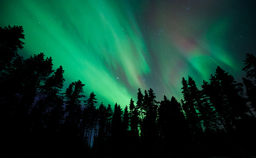 Aurora Borealis, Northern Lights, above boreal forest in winter night, Finland.