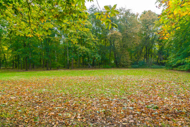 Autumn in public garden