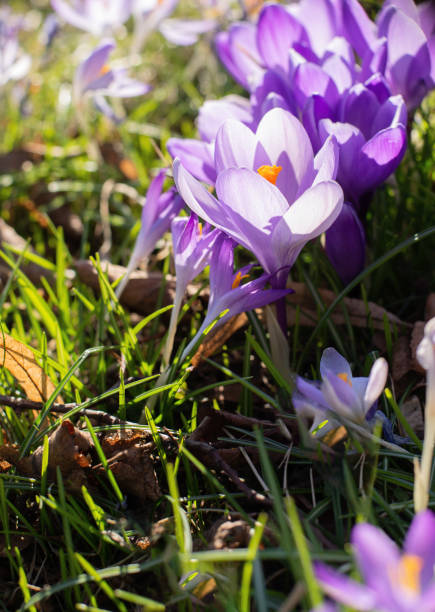 istock Beautiful Violet Crocuses in a Sppring Field 1388428466