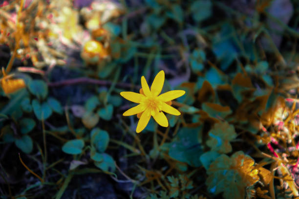 vibrant orange-yellow wildflower - single flower flower crocus bud imagens e fotografias de stock