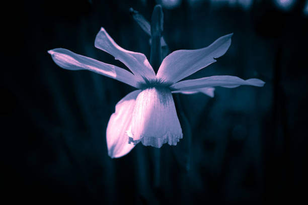 Daffodil flowers