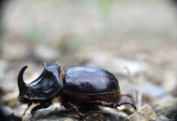 besouro oryctes nasicornis. - nasicornis - fotografias e filmes do acervo