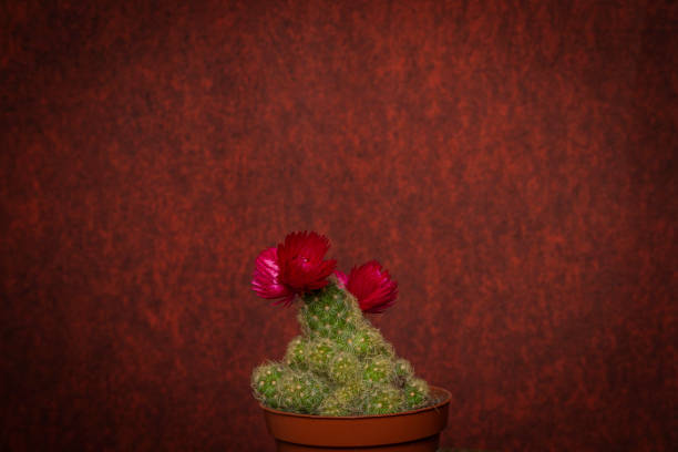 Green cactus with red bloom and red background
