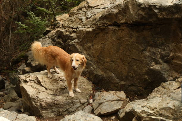 istock Red dog on the stones 1388431168
