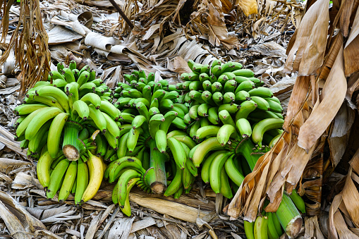 cutted down bunches of green unripe cultivated bananas on dried leaves in a banana grove