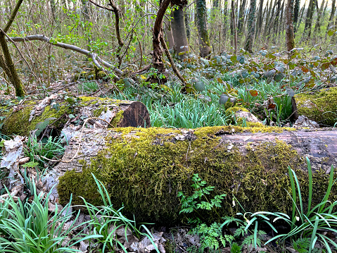 Dense grass and old moss-covered tree seeds in the forest.
