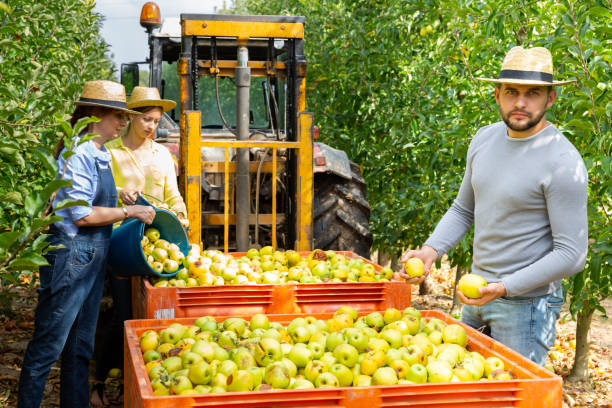 istock Farmers harvest apples in a large box for transportation using a tractor 1388433301