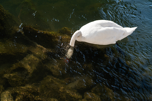 Swan in the river with its head under water. A March scene.