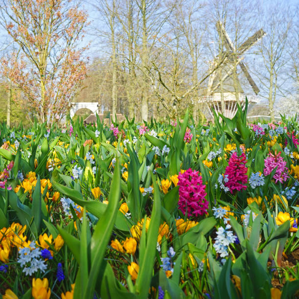 istock Dutch combination: windmill and bulbous spring flowers 1388435795