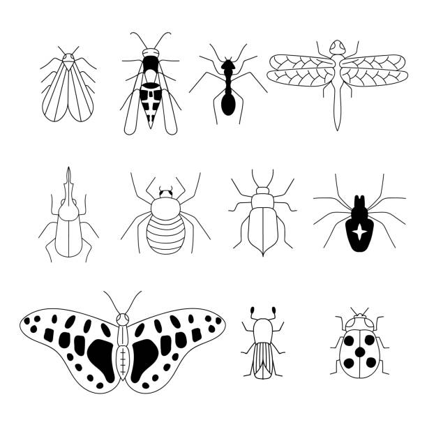 Insects Set hand-drawn doodle insects, moth, wasp, ant, dragonfly, spider, beetle, ladybug, butterfly. Silhouette vintage sketch style illustration. Arthropod animals. Vector illustration. hercules beetle stock illustrations