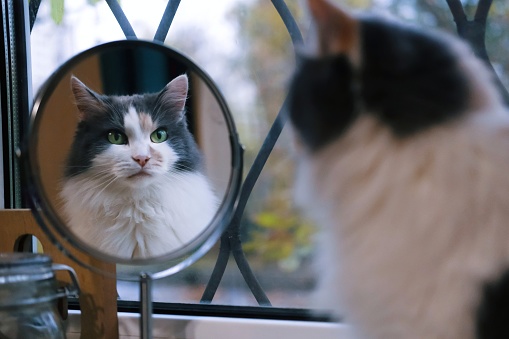 A fluffy cat looking in the mirror. Cat reflection.