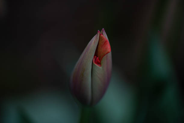 bocciolo di tulipano focalizzato selettivamente su sfondo naturale scuro - bud flower tulip flowers foto e immagini stock
