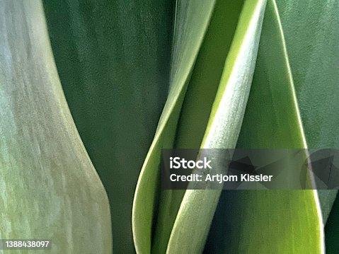 istock Green plants in a very clear water. 1388438097