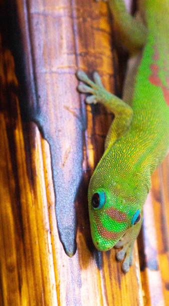 istock Gold Dust Day Gecko 1388439476